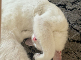 Beautiful 4-Month-Old Male Turkish Angora Kitten for Sale