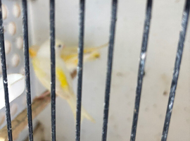 Dimorphic canary&rsquo;s for sale