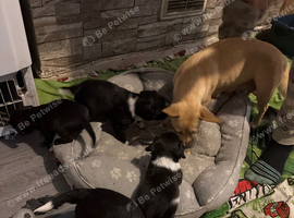 Sprocker pups for sale