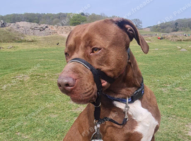 Mastador
