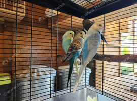 Beautiful Baby Budgies for sale