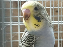 split to blk wing young  budgie