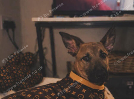 Gizmo- Rehome ASAP