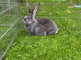 Dark grey female