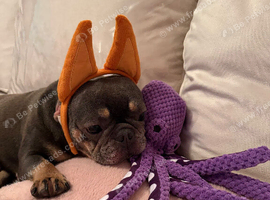 Sweet Frenchie Looking For Forever Home