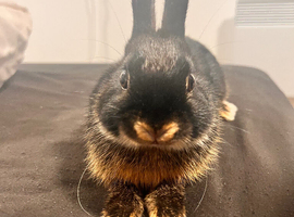 Netherland Dwarf Rabbit