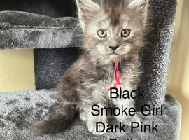 Pure Bred Maine Coon Kittens