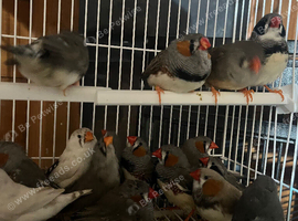 Plenty finches