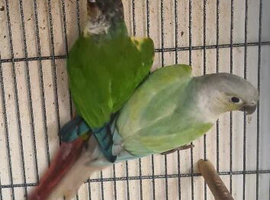Conure pair