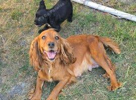 Sprocker puppies