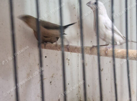 finches