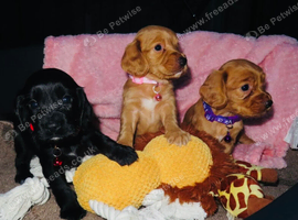 Stunning cocker spaniel puppies