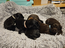 1 beautiful Pure Cockerspaniel female Puppy