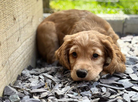 Kc reg working cocker boy puppies heritary clear