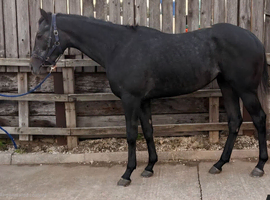 Grey gelding 3yrs 16hh