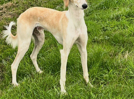 Saluki