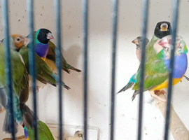 8 Goulding finch + 4 double cages