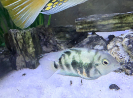 Convict Cichlid