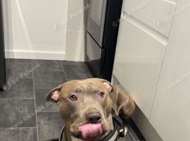 american bully male 3 years old