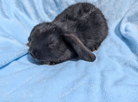 Stunning Mini Lops Ready Now