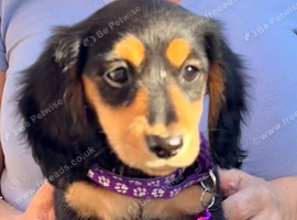 Minature Dachshund Long Haired Puppies