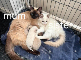 Ragdoll kittens