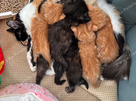Beautiful kittens for sale
