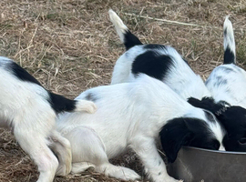 Healthy springer spaniel pups