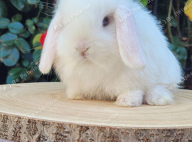 Mini lop bunnies & adults available
