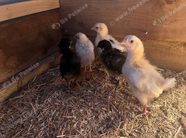 Hybrid 3week old chicks