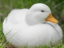 Pair of Call Ducks For Sale