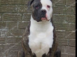American bull dog x alphablood bulldog
