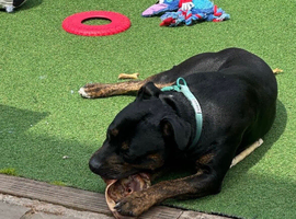 Staff cross needing a new home