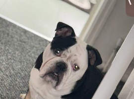 9 month old English bulldog
