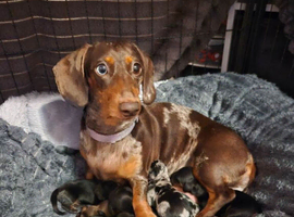 Kc registered daschund