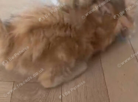 Active GCCF Red kitten Girl