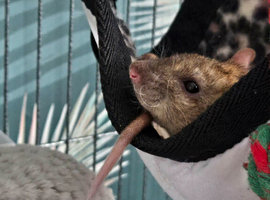 2 rats looking for new home