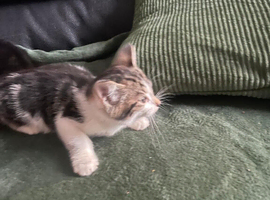 Kittens