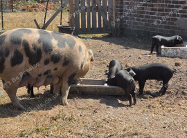 4 Large Black &times; Oxford Sandy & Black rare-breed weaner boars. 8 weeks old.