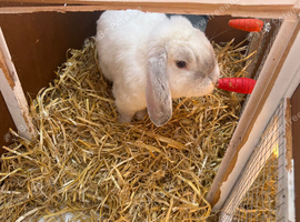 Male rabbit