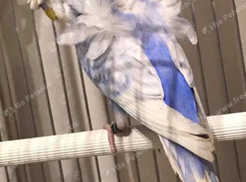 Wanting unrelated pair of helicopter budgies