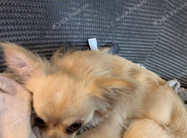 Chihuahua boy not neutered