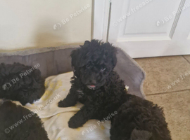 Toy poodle puppies