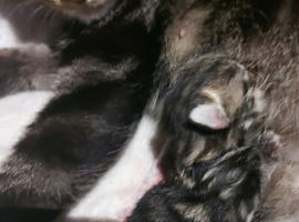 ** Kittens looking for responsible homes &ndash; Highbridge, Somerset**