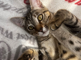 Girl Kitten 6months old