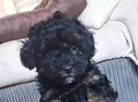 Toy Poodles ***Ready now 1 BOY LEFT***