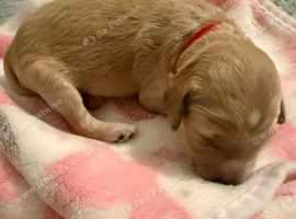 F2b Cockerpoo's 2 little girls for sale