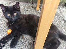 Black male kitten