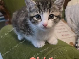 7 kittens ready now mixed boys and girls