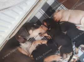 Saluki pups